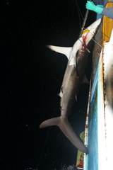 Carcharhinus falciformis