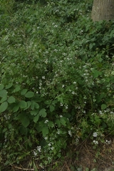 Scandiceae