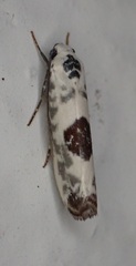 Ethmia submissa