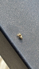 Pelegrina flavipes