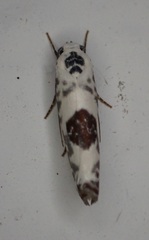 Ethmia submissa