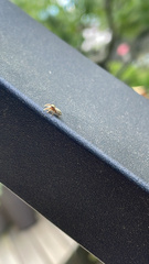Pelegrina flavipes