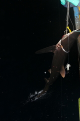 Carcharhinus falciformis