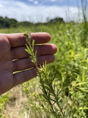 Lespedeza leptostachya