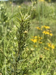 Lespedeza leptostachya