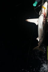 Carcharhinus falciformis