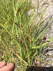 Carex vacillans