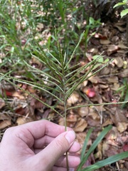 Paspalum fasciculatum