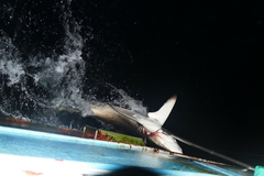 Carcharhinus falciformis