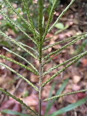Paspalum fasciculatum