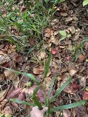 Paspalum fasciculatum
