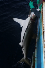 Carcharhinus falciformis