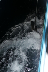 Carcharhinus falciformis