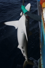 Carcharhinus falciformis