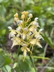 Platanthera × bicolor