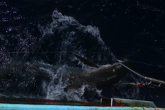 Carcharhinus falciformis