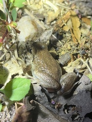 Arthroleptis poecilonotus