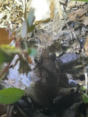 Arthroleptis poecilonotus