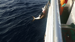 Carcharhinus falciformis