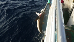 Carcharhinus falciformis