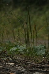 Plantago major