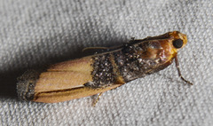 Dasypyga alternosquamella
