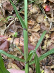 Paspalum fasciculatum
