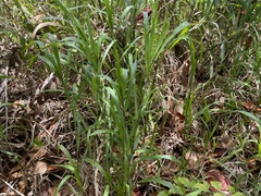 Paspalum fasciculatum