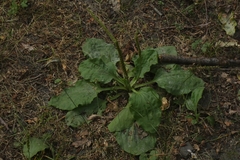 Plantago major