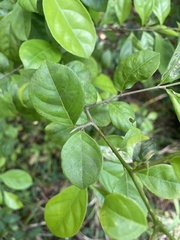 Casearia aculeata