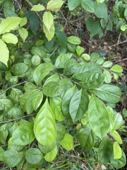 Casearia aculeata