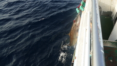 Carcharhinus falciformis