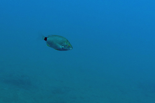 Annular Seabream, Carnon, Mauguio, France, photo 9 of 10