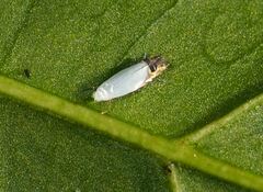 Perileucoptera coffeella