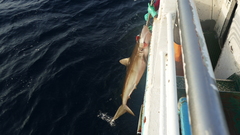 Carcharhinus falciformis