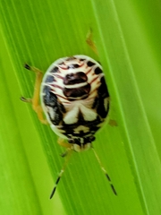 Podisus placidus