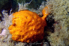Polysyncraton lacazei
