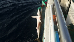 Carcharhinus falciformis