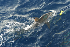 Carcharhinus falciformis