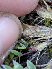 Oxytropis scammaniana