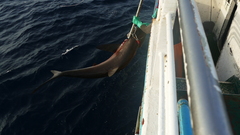 Carcharhinus falciformis