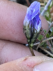 Oxytropis scammaniana