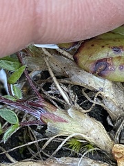 Oxytropis scammaniana