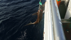 Carcharhinus falciformis