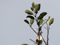 Pteleopsis myrtifolia