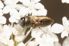 Anthaxia umbellatarum