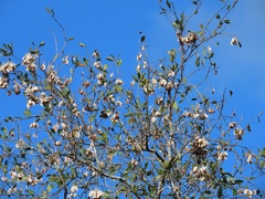 Pteleopsis myrtifolia