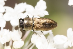 Anthaxia umbellatarum