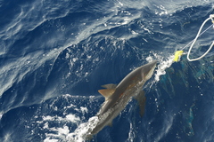 Carcharhinus falciformis