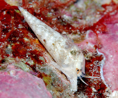 Melanella